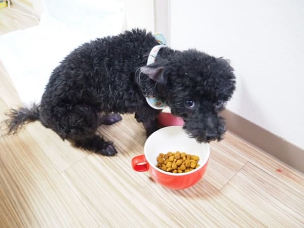 アカナクラシックレッドは子犬に与えて大丈夫?与える際のポイントとともに解説!