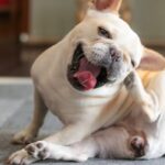 アカナクラシックレッドはアレルギー持ちの犬でも大丈夫かを詳しく解説!